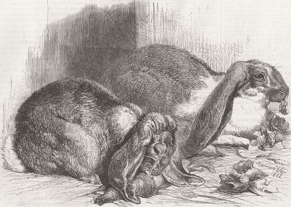 LONDON. Poultry Show, Crystal Palace. Prize rabbits 1862 old antique print